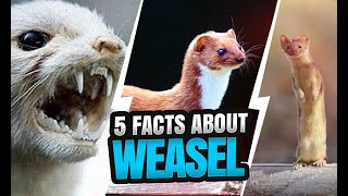 WEASEL WONDERS 5 FASCINATING FACTS ABOUT THESE MISCHIEVOUS MUSTELIDS [upl. by Ameg230]