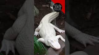 Albino Alligator in Wild Florida Animal Park shorts [upl. by Nitsirc675]