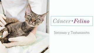 Cáncer en gatos Síntomas y Tratamientos [upl. by Herbert]