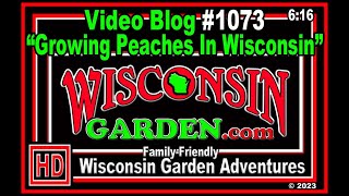 Growing Peaches In Wisconsin Video Blog 1073  wwwWisconsinGardencom [upl. by Assenaj]