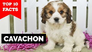 Cavachon  Top 10 Facts [upl. by Colinson866]