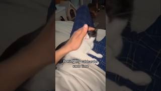 petting cat harder each time [upl. by Cnahc]