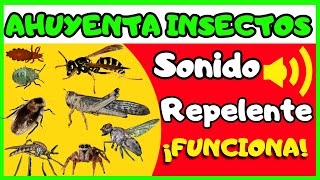 Sonido ahuyenta insectos 10h🦟🪰 Repelente de insectos [upl. by Aniretac]