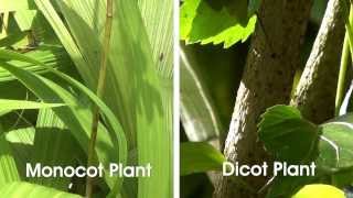 Monocot and Dicot Plants  MeitY OLabs [upl. by Delores873]