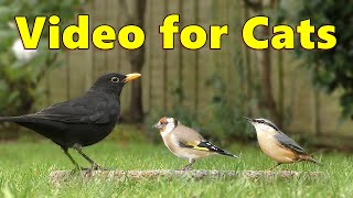 Birds for Cats to Watch Videos  Birds On The Ground  Cat TV Video by Paul Dinning ⭐ 8 HOURS ⭐ [upl. by Marya]