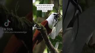 The worlds loudest birdwhite Bellbird [upl. by Rie]