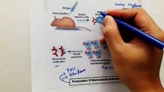 Antibodi Monoklonal  Bioteknologi [upl. by Niletak]