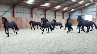 10 frisky Friesian horses [upl. by Convery]