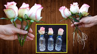 Just Put Roses In Water Roses Root And Sprout Like Crazy In Just 1 Day [upl. by Naesal]