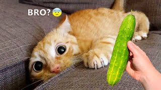 Funniest Animals 2023 😂😂 New Funny Cats and Dogs 😻🐶 Part 8 [upl. by Natloz]