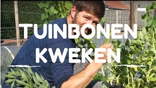 Tuinbonen kweken van zaaien tot oogsten [upl. by Gilbertine]