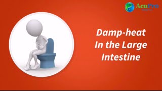 Damp Heat in Large Intestine [upl. by Adnirak]