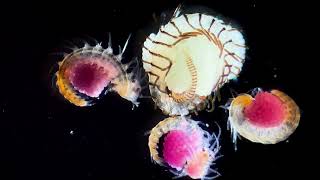 Mediterranean zooplankton under the microscope summertime [upl. by Sezen]