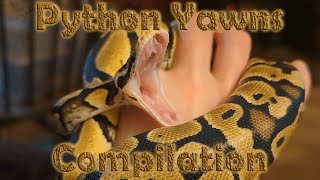 Ball Python Snake Yawn Compilation [upl. by Saloma]