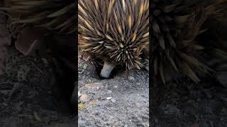 Spotted this Echidna while I was in my kitchen Echidnas lay eggs and their babys are called Puggles [upl. by Anialam342]