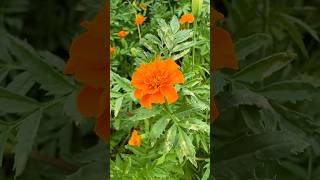 Beautiful Tagetes Erecta🌹😍  tagetes flowers india [upl. by Nnaeiram]