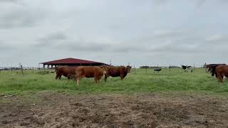 12 Head Crossbred Cows 03112  Cattle for sale [upl. by Lynnet]