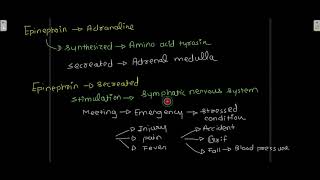 Effect of Glucagon and Epinephrine on Glycolysis [upl. by Yrogreg871]