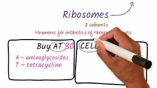 Mnemonics on Drugs acting on Ribosomal Subunits  Medical Mnemonics Pharmacology [upl. by Neirda]