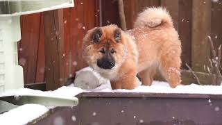 Eurasier Puppy in The Snow [upl. by Noterb]