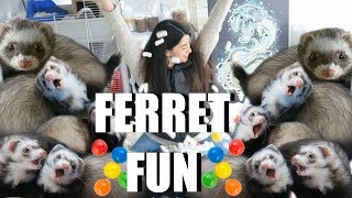 INSANE Ferret Fun SPOILING My Cute Pet Ferrets [upl. by Sorips266]