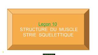 SVTTSLecon10 La Structure Du Muscle Strié Squelettique [upl. by Enyalahs]