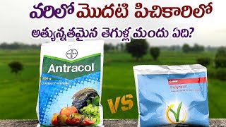 Antracol vs Polyram  best paddy fungicide in telugu polyram antracol [upl. by Nyllij295]