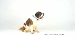 Saint Bernard Sit Up  Noahs Dogs [upl. by Roque210]