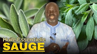 Bienfaits Huile Essentielle SAUGE  Pr Ousmane Ndiaye  LansarrTV [upl. by Lorrayne]