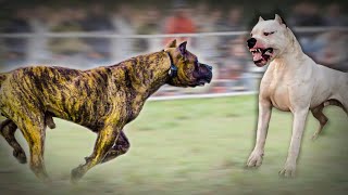 Dogo Argentino VS Presa Canario [upl. by Ecinev439]