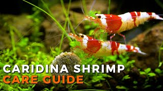 CARIDINA SHRIMP CARE  Beginner Guide [upl. by Byrne]