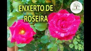 Enxertia em Roseiras Varias Cores na Mesma Planta [upl. by Pillsbury]