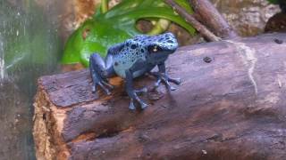 Dendrobates Tinctorious Azureus Poison Dart Frog Calling Typical breeding behavior  Courting [upl. by Adali861]