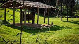 Springbuk Antilope Gazelle Antidorcas Marsupialis Antidorcas Parco Natura Viva Lake Garda [upl. by Aikemehs]