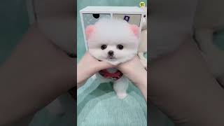 Teacup dog price in India  Pomeranian dog price in India  Toy pom dog Price in India viral dog [upl. by Hutner]