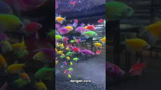 aquarium ikan lamongan [upl. by Anaihr]