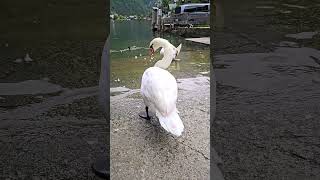 Swans in Alpine lake swans [upl. by Corinna]