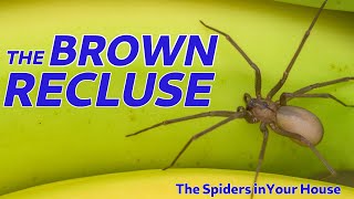 The Spiders in Your House  The Brown Recluse [upl. by Hyatt]