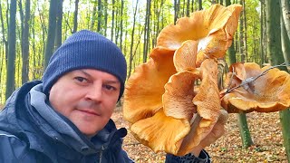 Ogromne Puze  Medenjače Lat Armillaria mellea [upl. by Lyrad661]