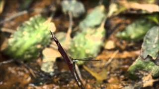 Cryptocoryne usteriana DIscoveryPlanet [upl. by Enitsirk]