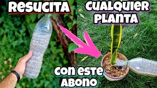 REVIVE cualquier PLANTA con este ABONO CASERO  Curar plantas ENFERMAS o SECAS  Huerto urbano [upl. by Riebling]