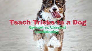 Teach Tricks to a Dog  Operant vs Classical Conditioning [upl. by Elda358]