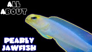 All About The Yellow Head Jawfish or Pearly Jawfish [upl. by Rogerio]