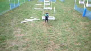 Chip at Flyball Training  March 2010 [upl. by Sunshine]