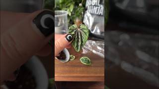 Peperomia leaf cutting propagation 🍃 [upl. by Valiant971]