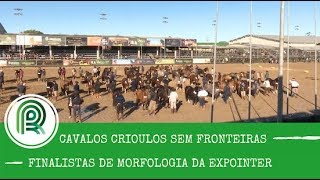 Todos os finalistas de morfologia da Expointer estão selecionados [upl. by Rettig]