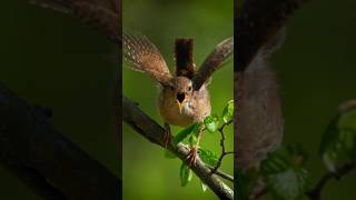 AMAZINGTHE EURASIAN WREN Troglodytes troglodytes [upl. by Oinegue]