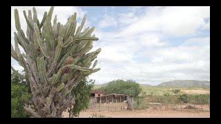 Caatinga bioma brasileiro sob ameaça de desertificação [upl. by Mackoff]