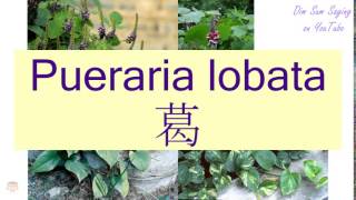 quotPUERARIA LOBATAquot in Cantonese 葛  Flashcard [upl. by Prisilla]