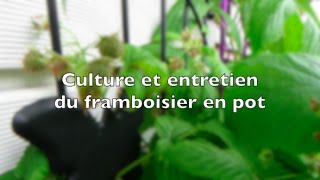 ✿ Culture et entretien des framboisiers en pot [upl. by Ttenrag625]